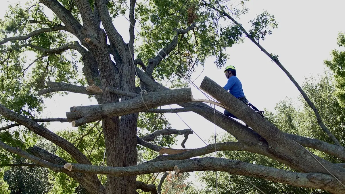 Professional Crown Thinning performed by certified arborists in Fluker